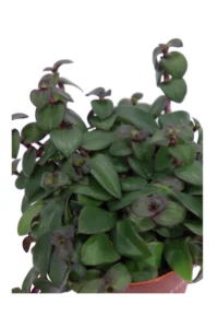 Tradescantia Cerinthoides v12 egarden.store online