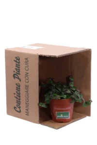 Tradescantia Cerinthoides v12 egarden.store online