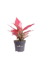 Aglaonema Cherry Baby v12 egarden.store online