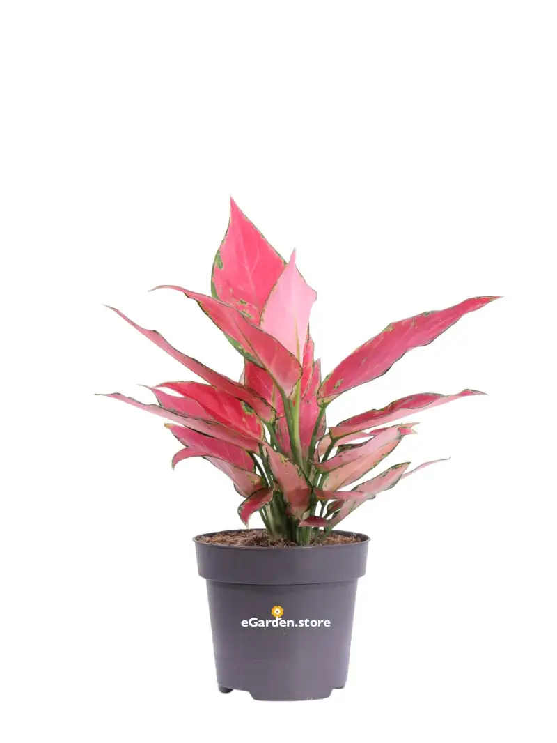 Aglaonema Cherry Baby v12 egarden.store online
