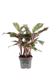 Aglaonema Jungle Red v12 egarden.store online