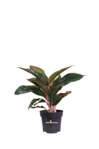 Aglaonema Jungle Red v12 egarden.store online