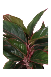 Aglaonema Jungle Red