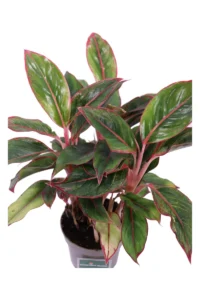 Aglaonema Jungle Red v12 egarden.store online