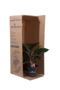 Aglaonema Jungle Red v12 egarden.store online