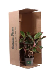 Aglaonema Jungle Red v12 egarden.store online