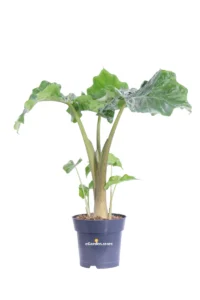 Alocasia Portodora v17 egarden.store online