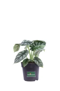 Alocasia Silver Dragon v14 egarden.store online