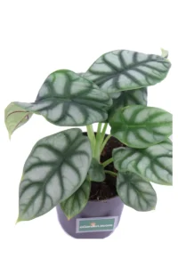 Alocasia Silver Dragon v14 egarden.store online