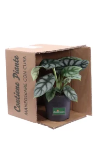 Alocasia Silver Dragon v14 egarden.store online