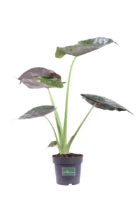 Alocasia Wentii v17 egarden.store online