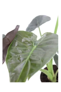 Alocasia Wentii v17 egarden.store online