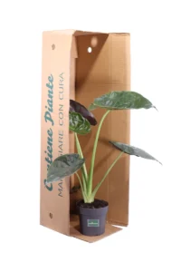 Alocasia Wentii v17 egarden.store online
