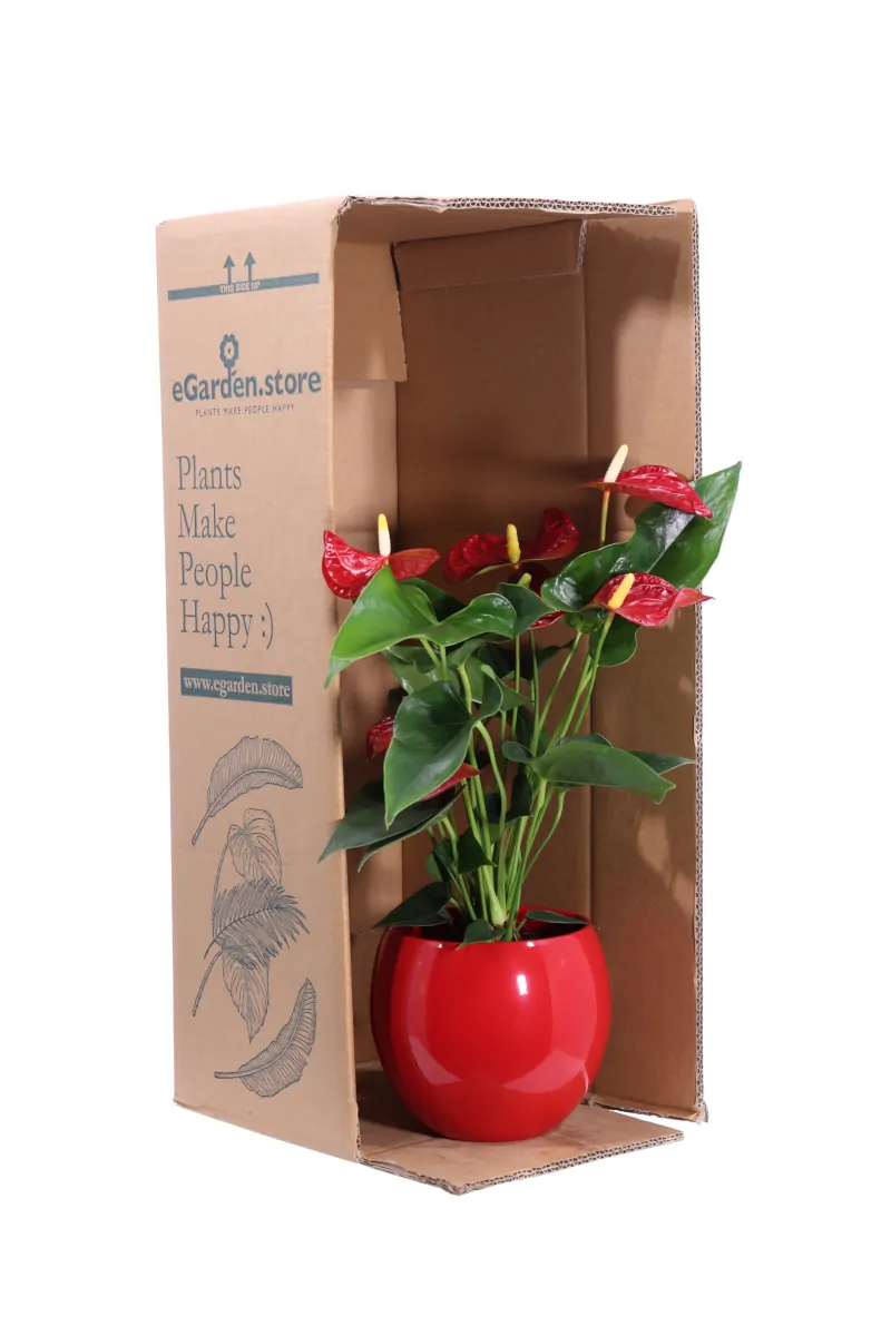 Anthurium Rosso Deco v14 egarden.store online