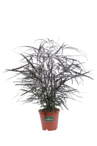 Aralia Elegantissima v12 egarden.store 1 Aralia Elegantissima v12 egarden.store online