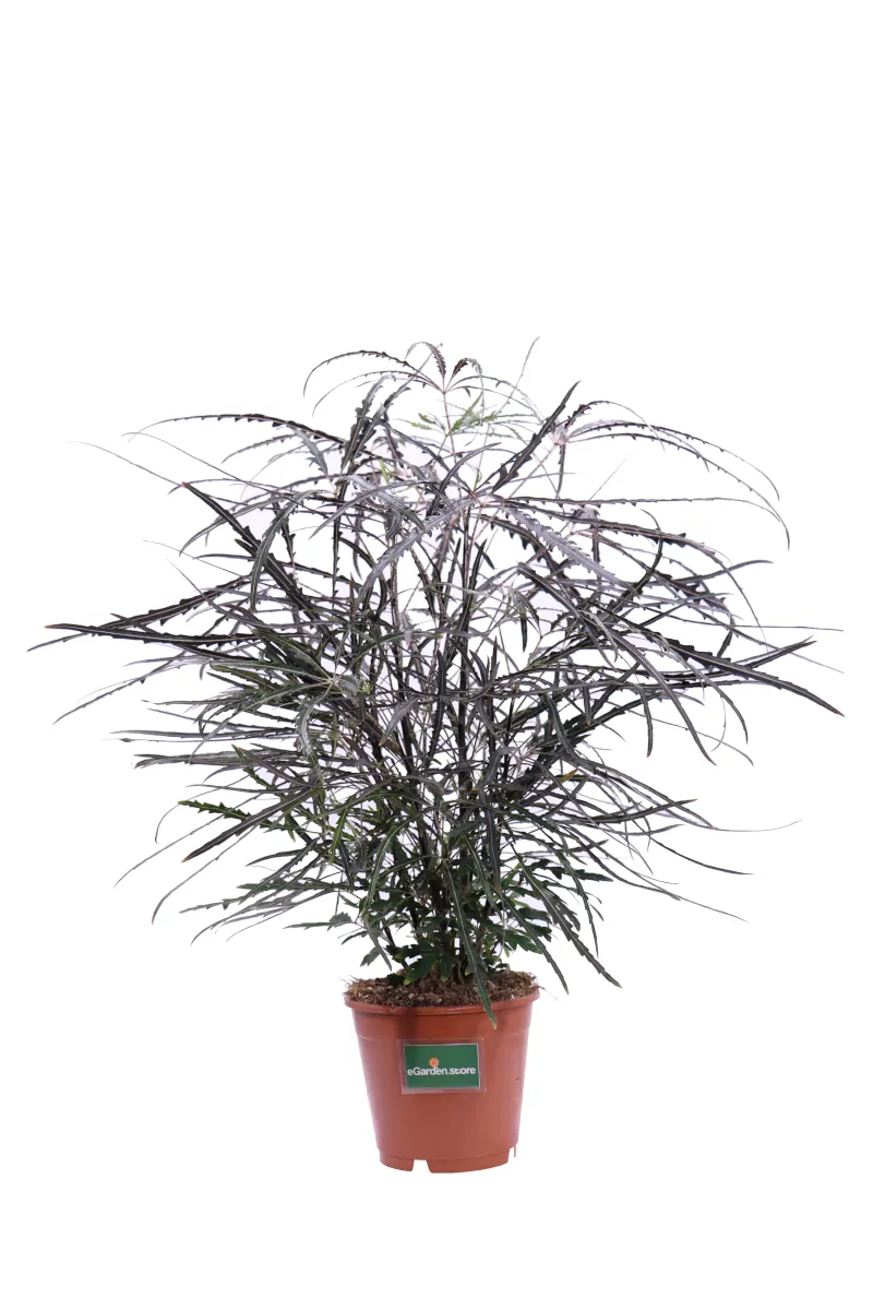 Aralia Elegantissima v12 egarden.store online