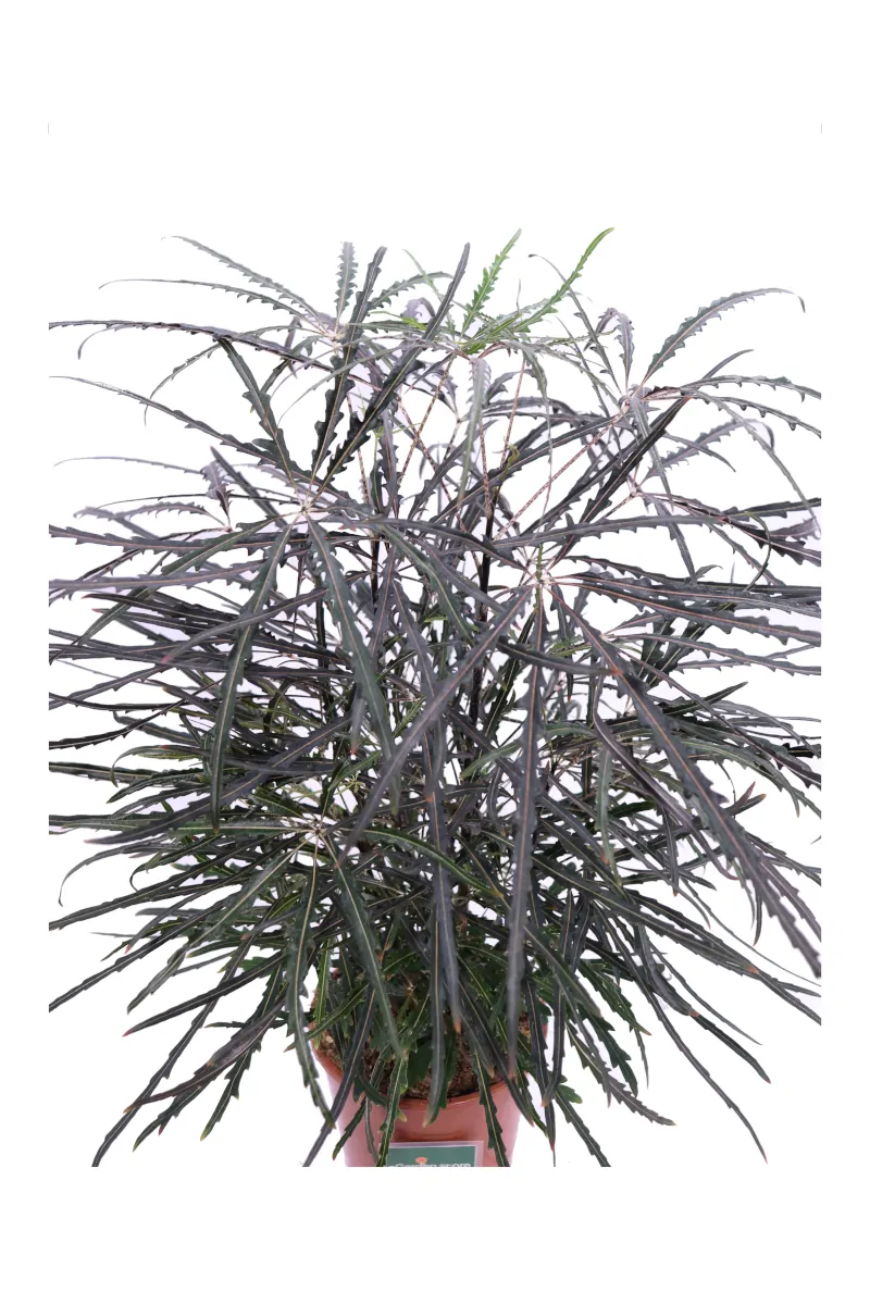 Aralia Elegantissima v12 egarden.store online
