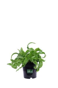 Asplenium Antiquum Hurricane v17 egarden.store online