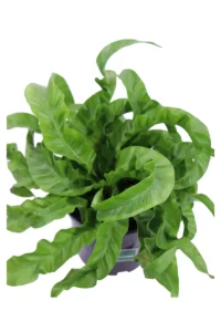 Asplenium Antiquum Hurricane v17 egarden.store online