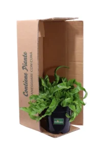 Asplenium Antiquum Hurricane v17 egarden.store online