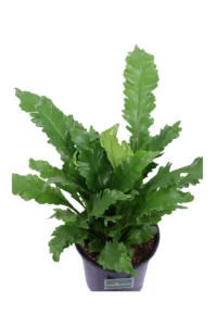 Asplenium Nidus Campio v17 egarden.store online