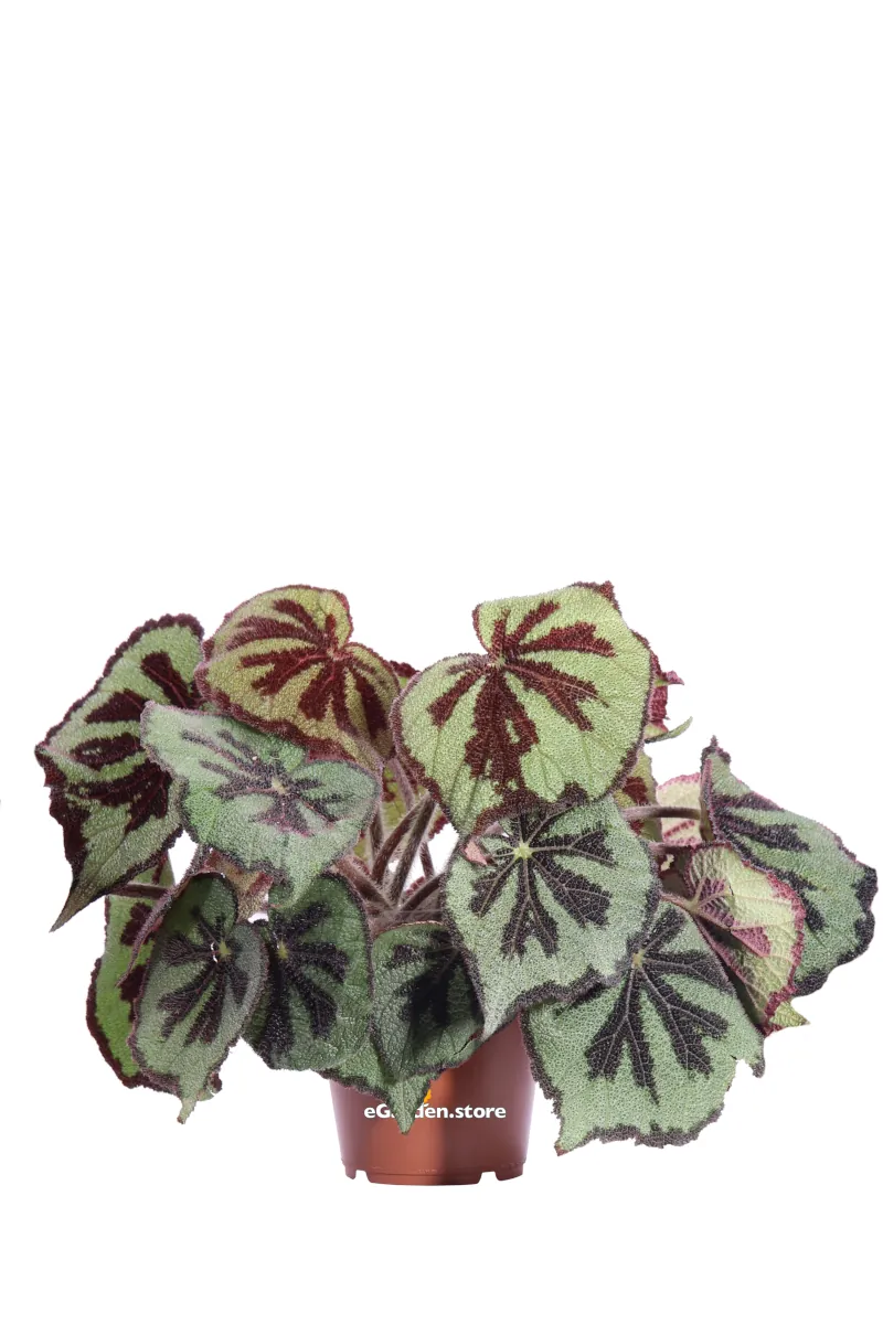 Begonia Masoniana