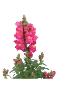 Bocca di Leone Fucsia v14 egarden.store online