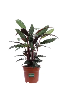 Calathea Rufibarba Tropistar v1 egarden.store online