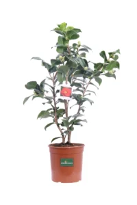 Camelia Japonica - Dr. Burnside v19 egarden.store online
