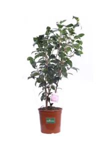 Camelia Japonica - Nuccio's Pearl v19 egarden.store 1