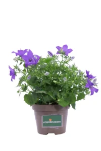 Campanula Portenschlagiana Ambella Intense Purple v10 egarden.store online