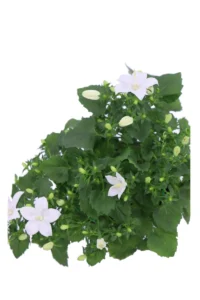 Campanula Portenschlagiana Ambella White v10 egarden.store online