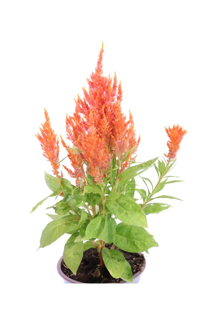 Celosia Argentea Plumosa Arancione v12 egarden.store online