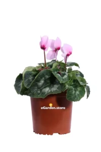 Ciclamino Plastica Rosa Chiaro v15 egarden.store online