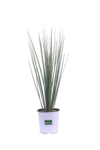Dasylirion Serratifolium v17 egarden.store online