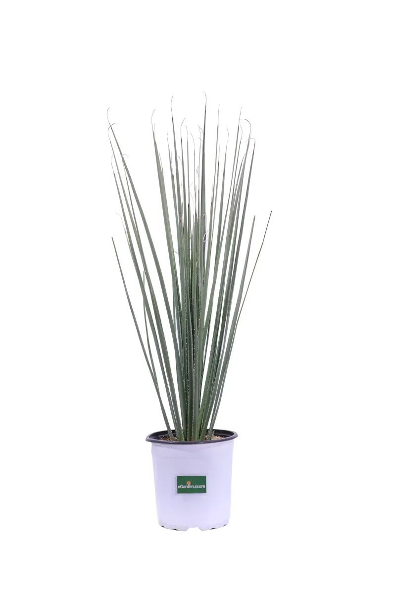 Dasylirion Serratifolium v17 egarden.store online