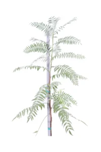 Falso pepe v20 egarden.store online