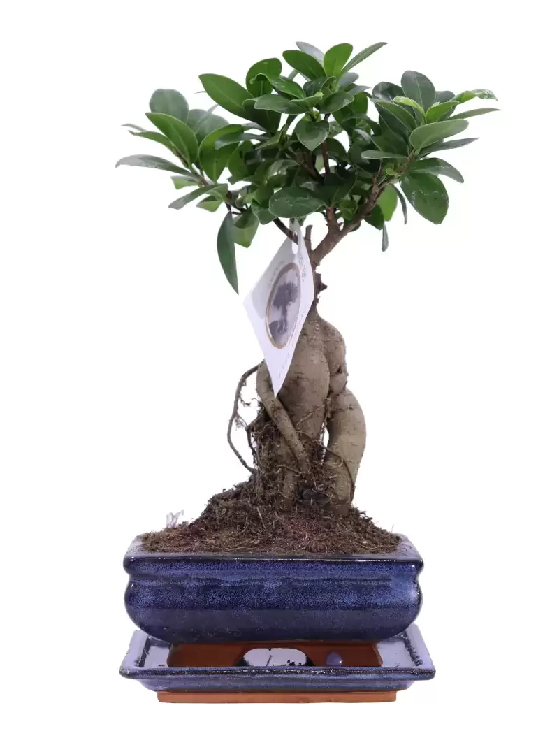 Ficus Ginseng Bonsai v15 egarden.store online