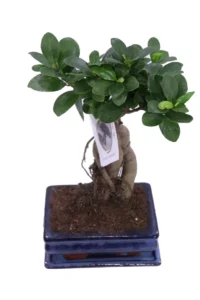 Ficus Ginseng Bonsai v15 egarden.store online