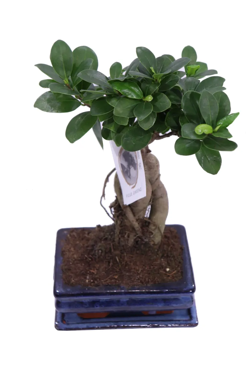 Ficus Ginseng Bonsai v15 egarden.store online