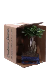 Ficus Ginseng Bonsai v15 egarden.store online