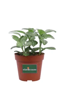 Fittonia Mosaic Marble Green v8 egarden.store online