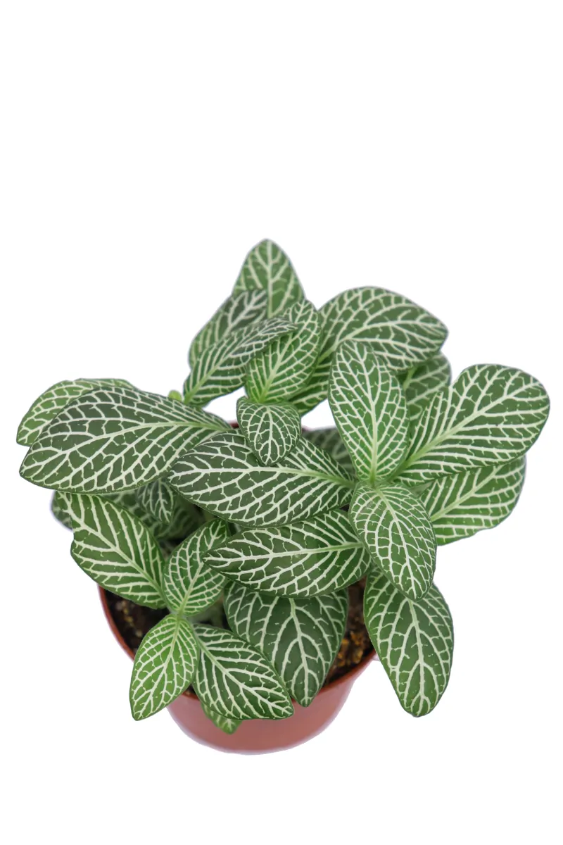 Fittonia Mosaic Marble Green