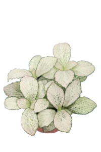 Fittonia Mosaic Purple Snow Anne v8 egarden.store online