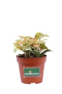 Fittonia Mosaic Skeleton v8 egarden.store 1 Fittonia Mosaic Skeleton v8 egarden.store online