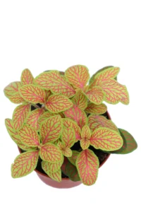 Fittonia Mosaic Skeleton v8 egarden.store 2 Fittonia Mosaic Skeleton v8 egarden.store online