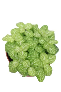 Fittonia Superba Lemon v8 egarden.store online