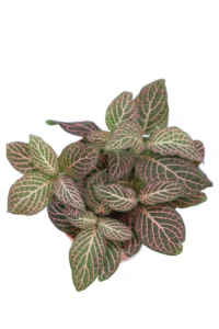 Fittonia Verschaffeltii Pink Angel