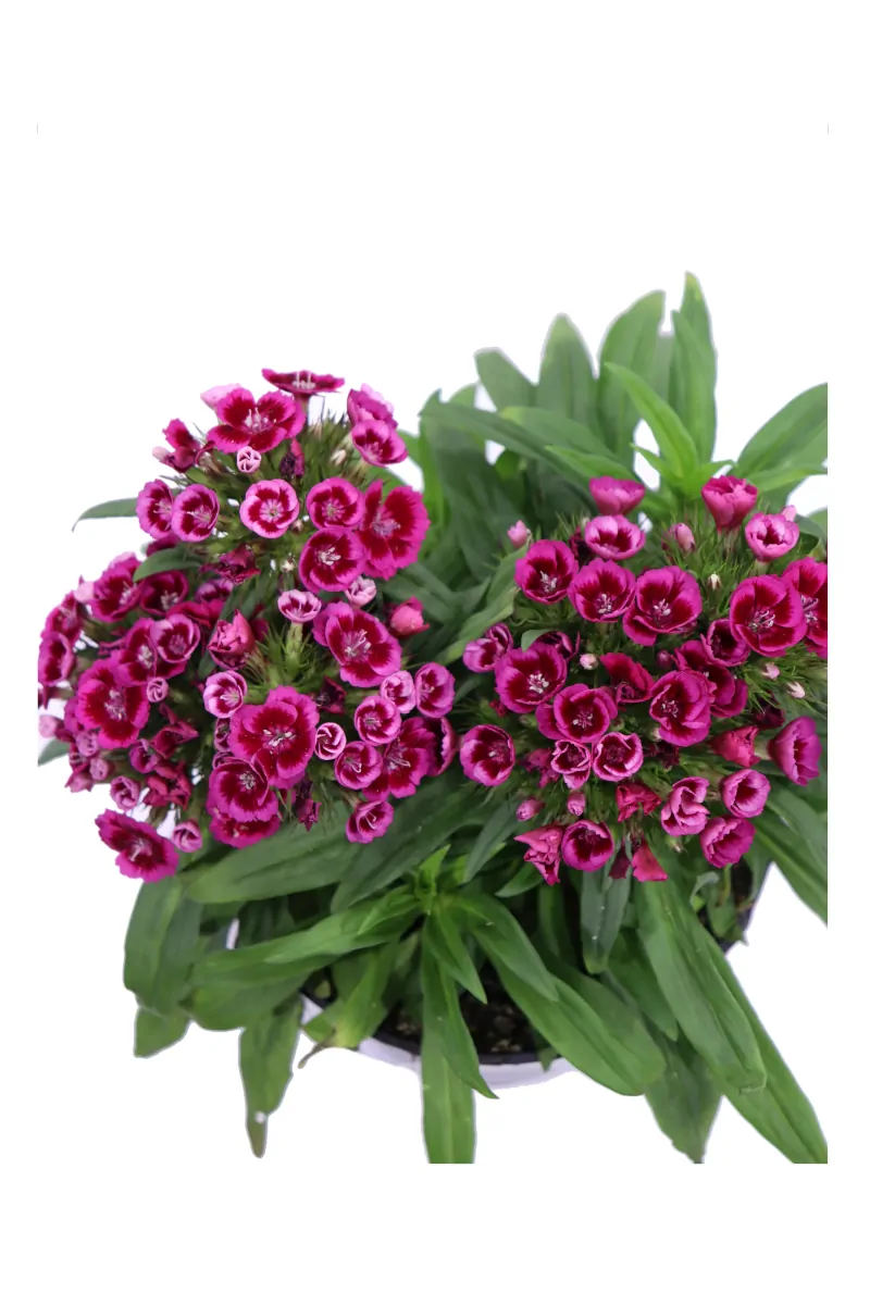 Garofano Barbato - Dianthus Barbatus - Varie Colorazioni