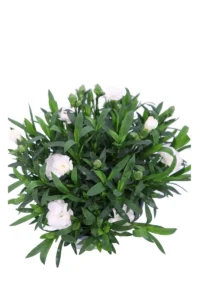 Garofano Bianco v14 egarden.store 2 Garofano - Dianthus Caryophyllus - Varie Colorazioni